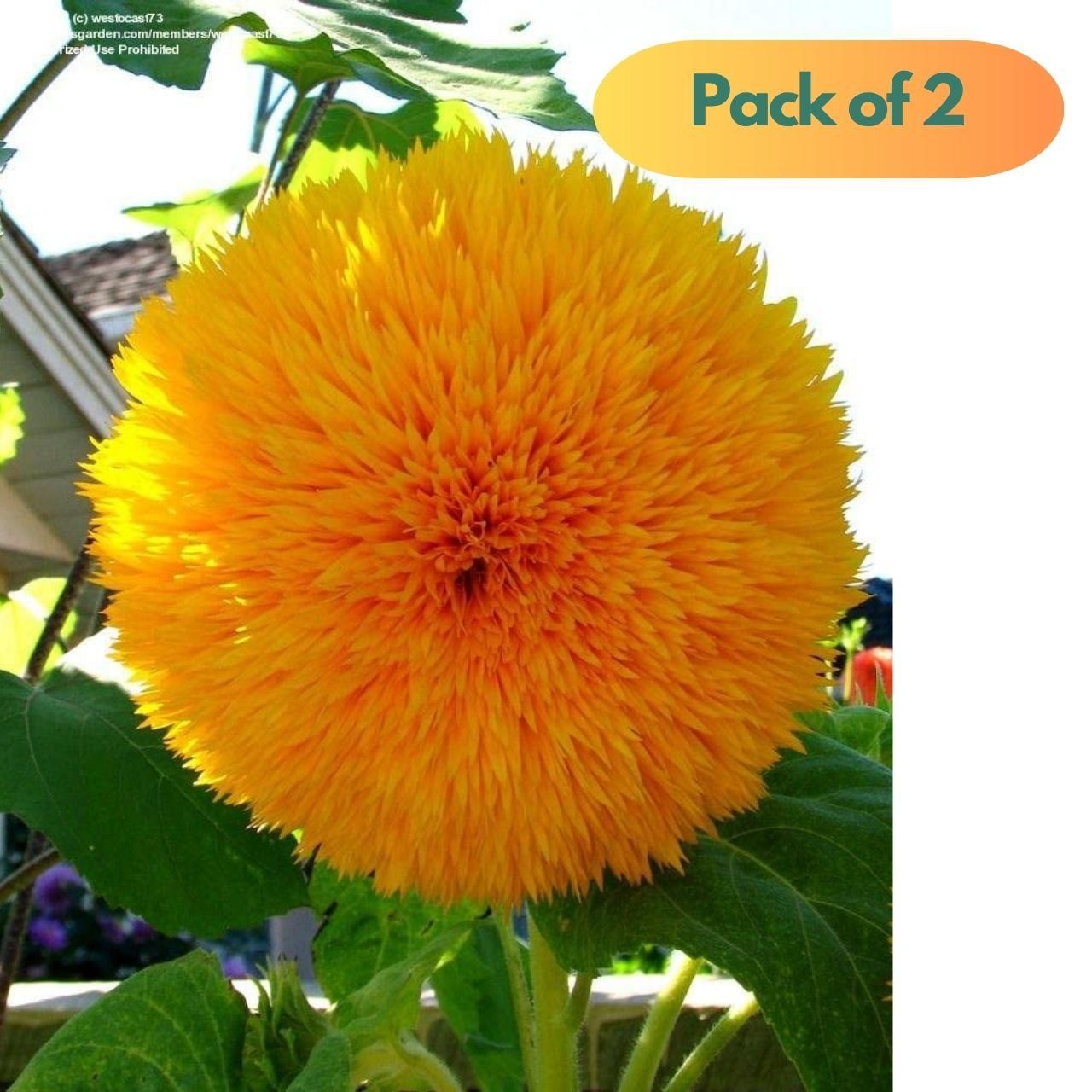 40 Pcs Sunflower Organic Seeds Pack of 2