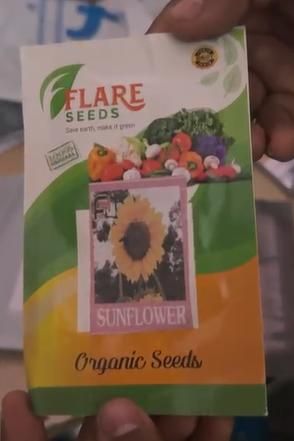 40 Pcs Sunflower Organic Seeds Pack of 2