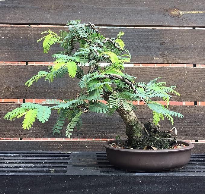 Tamarind Seeds (Free Pot Mixture 100 gm)